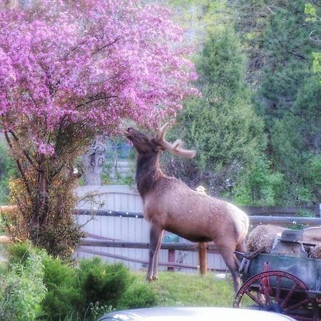 The Inn On Fall River & Fall River Cabins Estes Park Bagian luar foto
