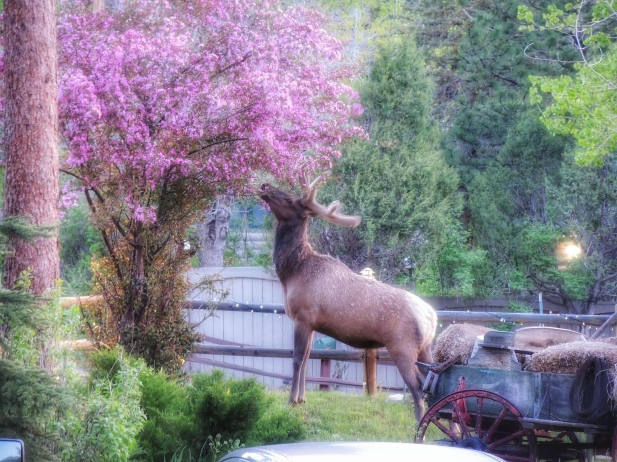 The Inn On Fall River & Fall River Cabins Estes Park Bagian luar foto